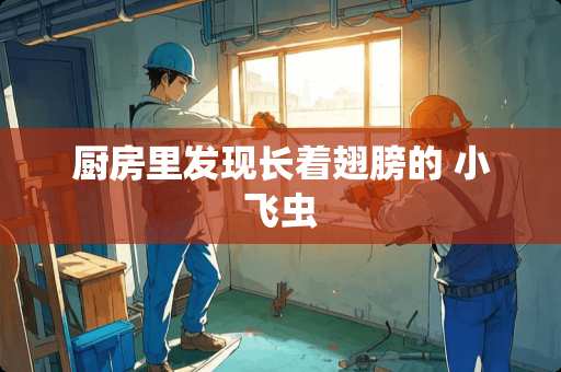 厨房里发现长着翅膀的 小飞虫