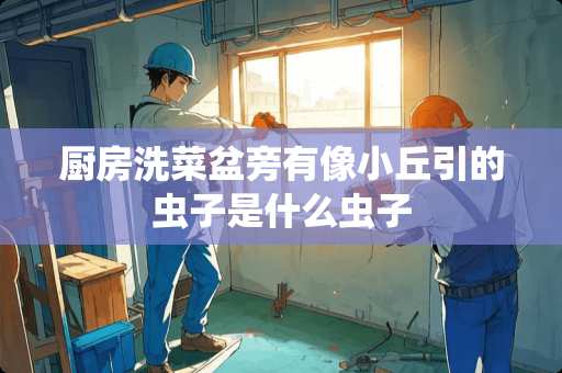 厨房洗菜盆旁有像小丘引的虫子是什么虫子