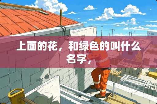 上面的花，和绿色的叫什么名字，