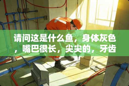 请问这是什么鱼，身体灰色，嘴巴很长，尖尖的，牙齿很锋利，详细见图