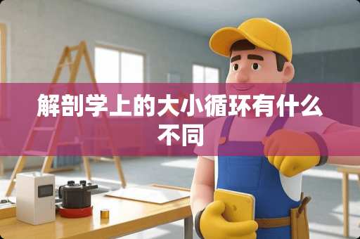 解剖学上的大小循环有什么不同