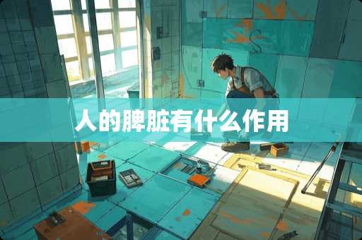 人的脾脏有什么作用