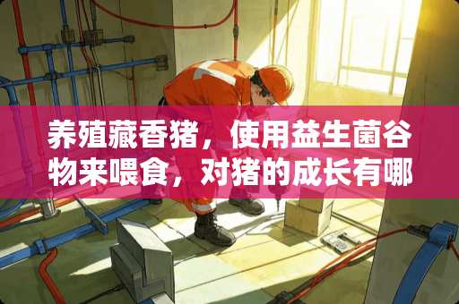 养殖藏香猪，使用益生菌谷物来喂食，对猪的成长有哪些意义呢？