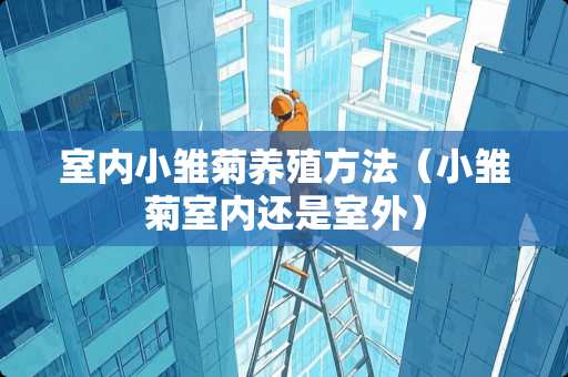 室内小雏菊养殖方法（小雏菊室内还是室外）