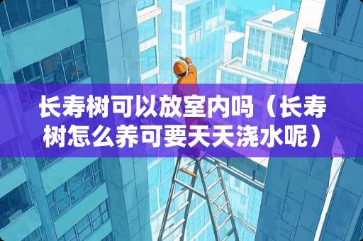 长寿树可以放室内吗（长寿树怎么养可要天天浇水呢）