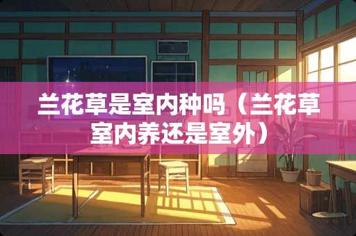 兰花草是室内种吗（兰花草室内养还是室外）
