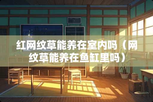 红网纹草能养在室内吗（网纹草能养在鱼缸里吗）