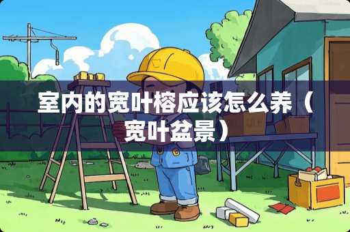 室内的宽叶榕应该怎么养（宽叶盆景）