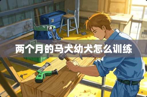 两个月的马犬幼犬怎么训练