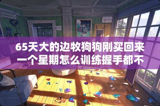 65天大的边牧狗狗刚买回来一个星期怎么训练握手都不会