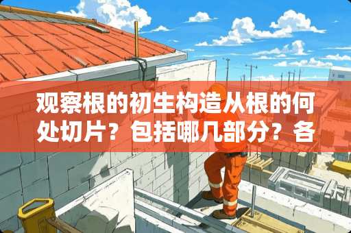 观察根的初生构造从根的何处切片？包括哪几部分？各有什么特点？