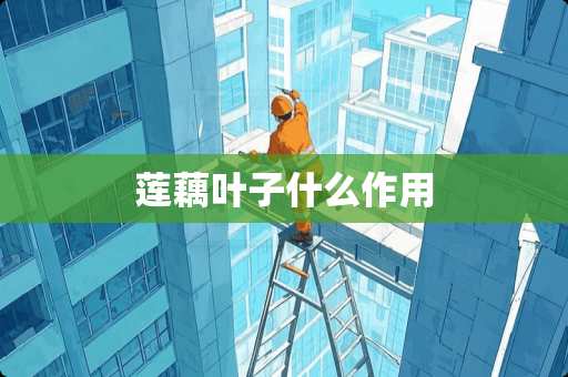 莲藕叶子什么作用