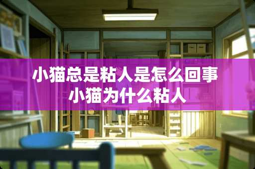 小猫总是粘人是怎么回事 小猫为什么粘人