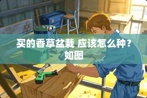 买的香草盆栽 应该怎么种？如图