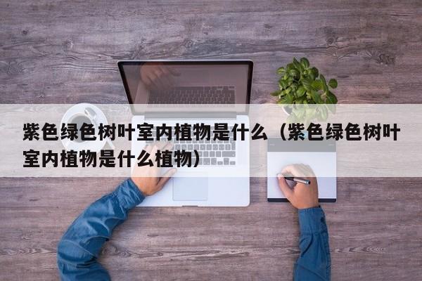 紫色绿色树叶室内植物是什么(紫色绿色树叶室内植物是什么植物) 紫色绿色树叶室内植物是什么(紫色绿色树叶室内植物是什么植物)