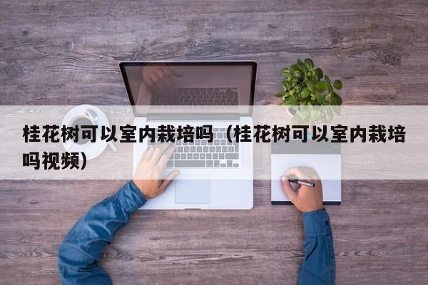 桂花树可以室内栽培吗（桂花树可以室内栽培吗视频）