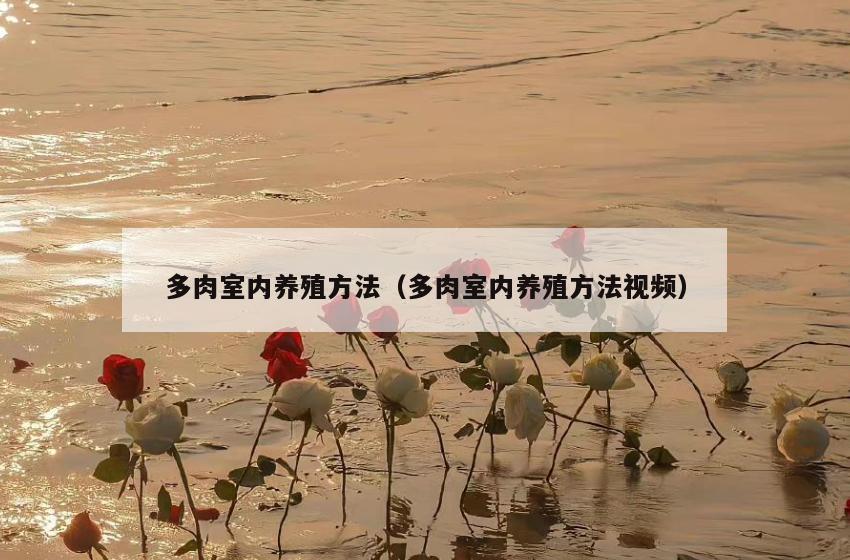 多肉室内养殖方法（多肉室内养殖方法视频）