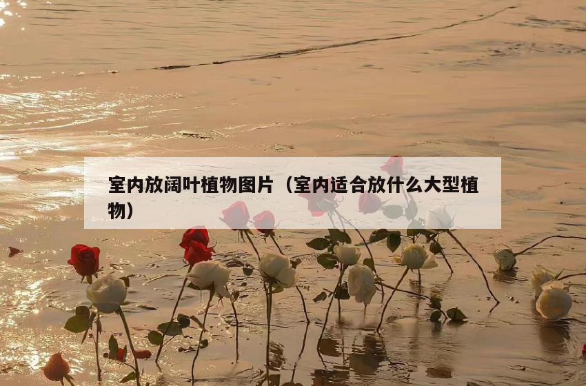 室内放阔叶植物图片（室内适合放什么大型植物）