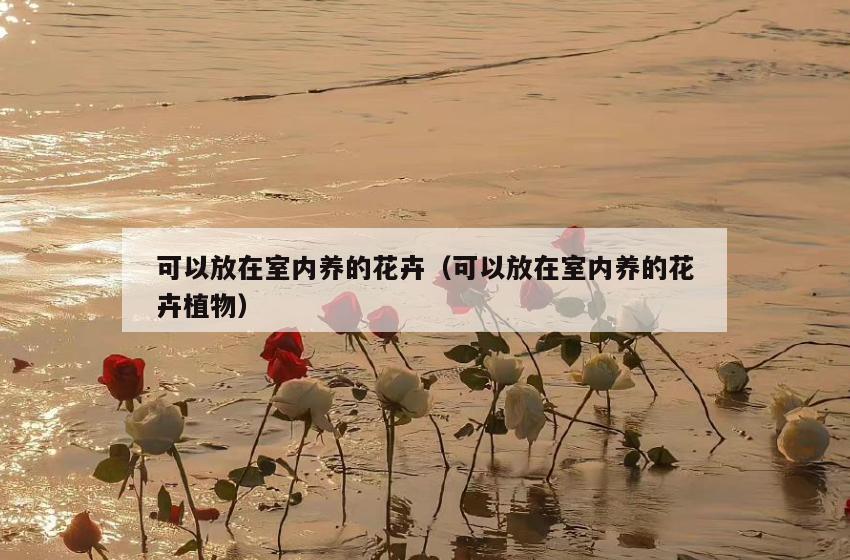 可以放在室内养的花卉(可以放在室内养的花卉植物) 可以放在室内养的花卉(可以放在室内养的花卉植物)