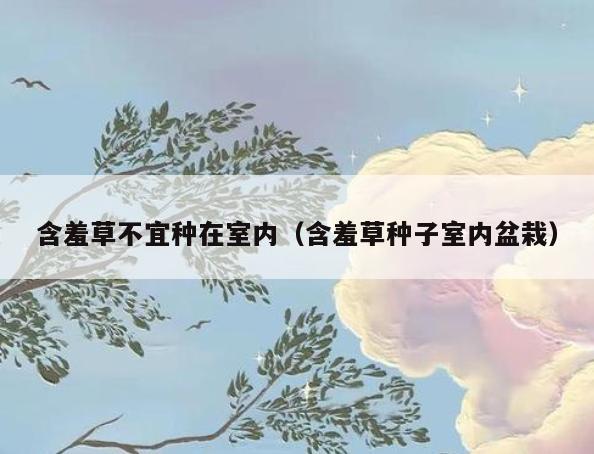 含羞草不宜种在室内(含羞草种子室内盆栽) 含羞草不宜种在室内(含羞草种子室内盆栽)