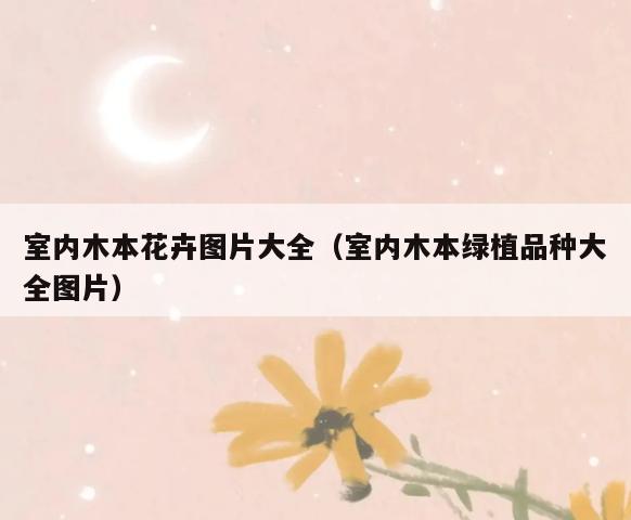 室内木本花卉图片大全(室内木本绿植品种大全图片) 室内木本花卉图片大全(室内木本绿植品种大全图片)
